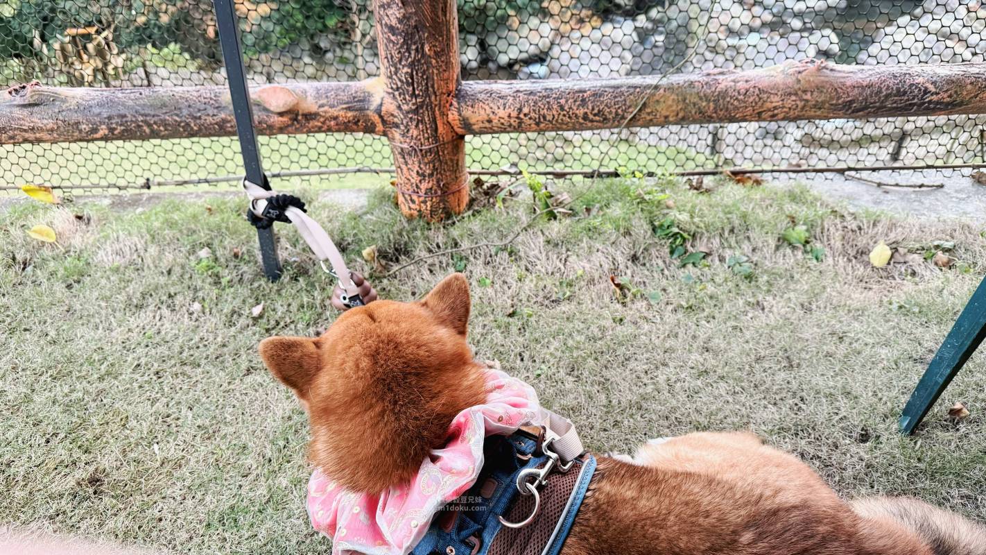 新北寵物友善咖啡廳 青松庭園咖啡|萬里秘境咖啡廳 鄰溪千坪景觀 露營 烤肉 鐵馬驛站 重機休息站 - 第63張圖 新北寵物友善咖啡廳 青松庭園咖啡|萬里秘境咖啡廳 鄰溪千坪景觀 露營 烤肉 鐵馬驛站 重機休息站