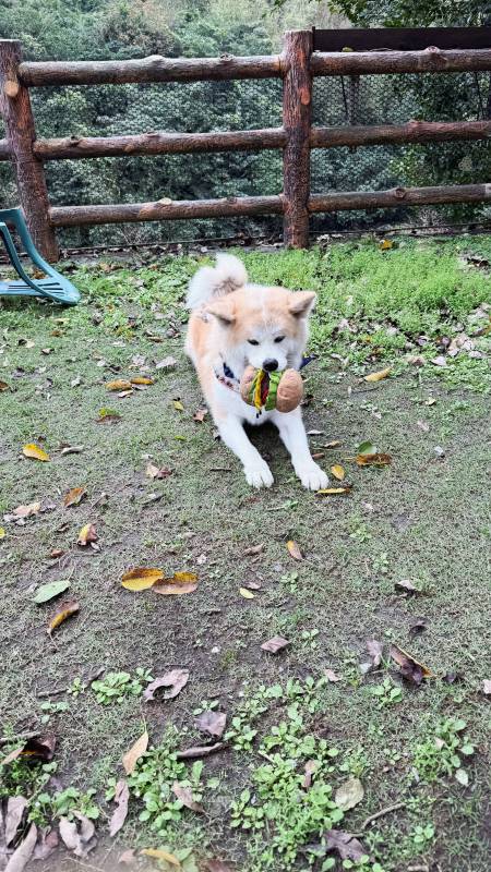 新北寵物友善咖啡廳 青松庭園咖啡|萬里秘境咖啡廳 鄰溪千坪景觀 露營 烤肉 鐵馬驛站 重機休息站 - 第43張圖 新北寵物友善咖啡廳 青松庭園咖啡|萬里秘境咖啡廳 鄰溪千坪景觀 露營 烤肉 鐵馬驛站 重機休息站