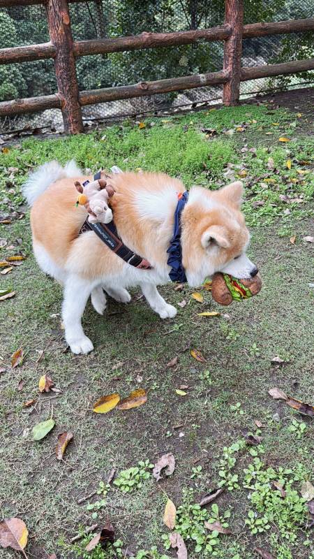 新北寵物友善咖啡廳 青松庭園咖啡|萬里秘境咖啡廳 鄰溪千坪景觀 露營 烤肉 鐵馬驛站 重機休息站 - 第82張圖 新北寵物友善咖啡廳 青松庭園咖啡|萬里秘境咖啡廳 鄰溪千坪景觀 露營 烤肉 鐵馬驛站 重機休息站