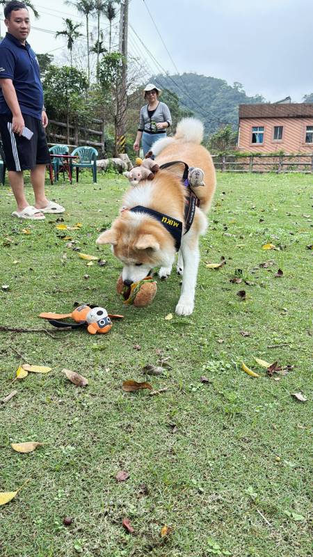 新北寵物友善咖啡廳 青松庭園咖啡|萬里秘境咖啡廳 鄰溪千坪景觀 露營 烤肉 鐵馬驛站 重機休息站 - 第79張圖 新北寵物友善咖啡廳 青松庭園咖啡|萬里秘境咖啡廳 鄰溪千坪景觀 露營 烤肉 鐵馬驛站 重機休息站
