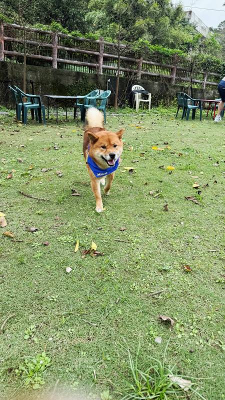 新北寵物友善咖啡廳 青松庭園咖啡|萬里秘境咖啡廳 鄰溪千坪景觀 露營 烤肉 鐵馬驛站 重機休息站 - 第42張圖 新北寵物友善咖啡廳 青松庭園咖啡|萬里秘境咖啡廳 鄰溪千坪景觀 露營 烤肉 鐵馬驛站 重機休息站