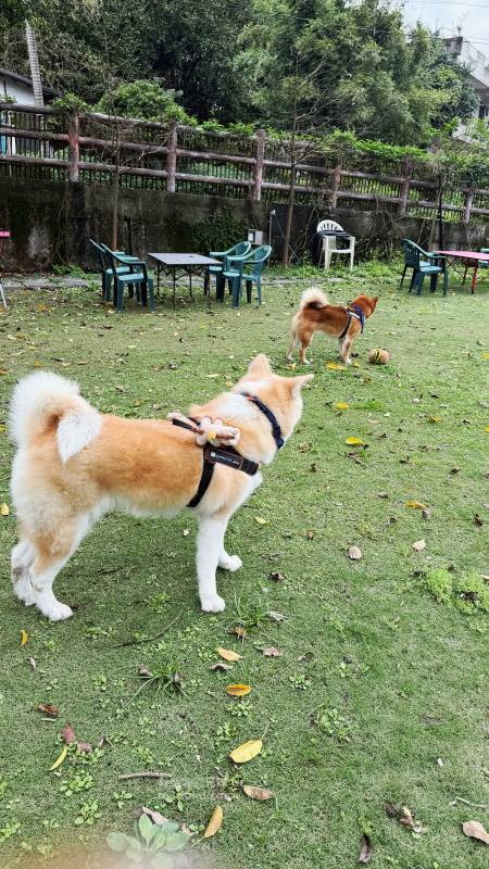 新北寵物友善咖啡廳 青松庭園咖啡|萬里秘境咖啡廳 鄰溪千坪景觀 露營 烤肉 鐵馬驛站 重機休息站 - 第40張圖 新北寵物友善咖啡廳 青松庭園咖啡|萬里秘境咖啡廳 鄰溪千坪景觀 露營 烤肉 鐵馬驛站 重機休息站