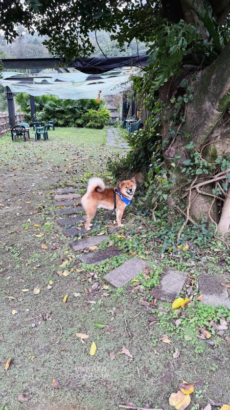 新北寵物友善咖啡廳 青松庭園咖啡|萬里秘境咖啡廳 鄰溪千坪景觀 露營 烤肉 鐵馬驛站 重機休息站 - 第44張圖 新北寵物友善咖啡廳 青松庭園咖啡|萬里秘境咖啡廳 鄰溪千坪景觀 露營 烤肉 鐵馬驛站 重機休息站