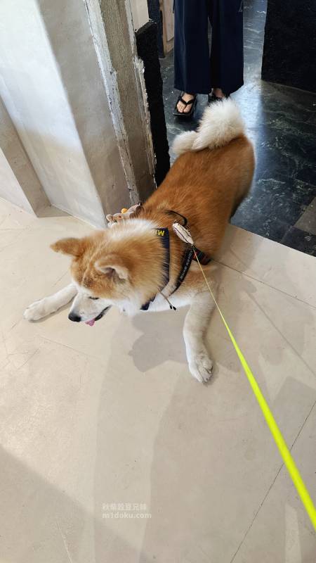 高雄寵物友善餐廳推薦 TO DAY 致日子咖啡 黃埔新村店 | 高雄眷村老宅 古董古著 植栽店 被咖啡廳耽誤的牛肉麵 - 第23張圖 高雄寵物友善餐廳推薦 TO DAY 致日子咖啡 黃埔新村店 | 高雄眷村老宅 古董古著 植栽店 被咖啡廳耽誤的牛肉麵
