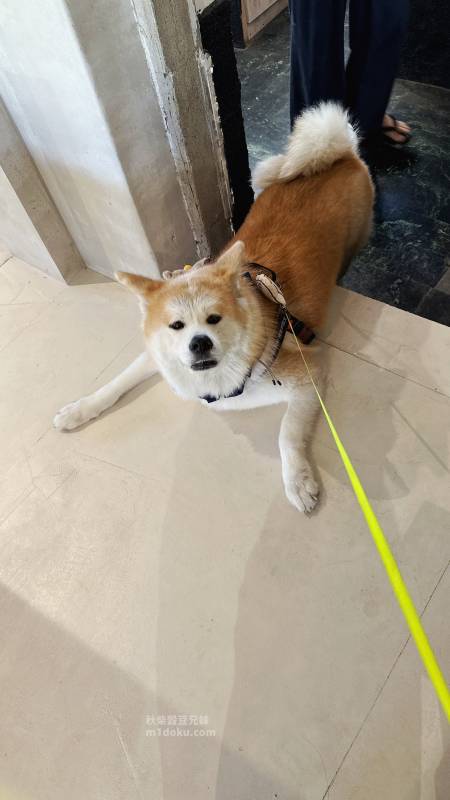 高雄寵物友善餐廳推薦 TO DAY 致日子咖啡 黃埔新村店 | 高雄眷村老宅 古董古著 植栽店 被咖啡廳耽誤的牛肉麵 - 第24張圖 高雄寵物友善餐廳推薦 TO DAY 致日子咖啡 黃埔新村店 | 高雄眷村老宅 古董古著 植栽店 被咖啡廳耽誤的牛肉麵