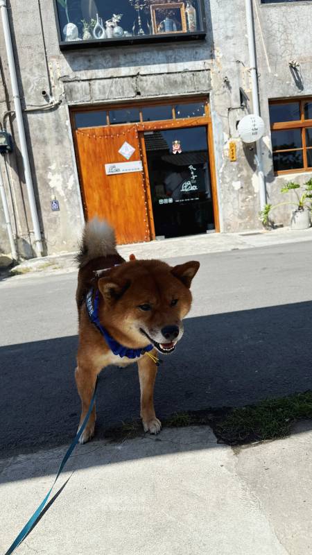 高雄寵物友善餐廳推薦 TO DAY 致日子咖啡 黃埔新村店 | 高雄眷村老宅 古董古著 植栽店 被咖啡廳耽誤的牛肉麵 - 第26張圖 高雄寵物友善餐廳推薦 TO DAY 致日子咖啡 黃埔新村店 | 高雄眷村老宅 古董古著 植栽店 被咖啡廳耽誤的牛肉麵