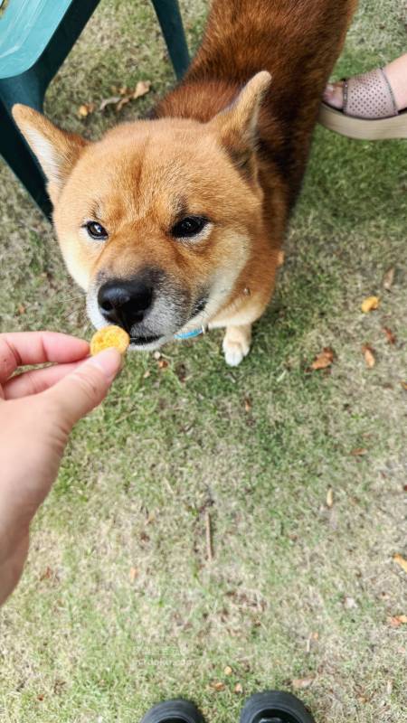 新北寵物友善咖啡廳 青松庭園咖啡|萬里秘境咖啡廳 鄰溪千坪景觀 露營 烤肉 鐵馬驛站 重機休息站 - 第71張圖 新北寵物友善咖啡廳 青松庭園咖啡|萬里秘境咖啡廳 鄰溪千坪景觀 露營 烤肉 鐵馬驛站 重機休息站