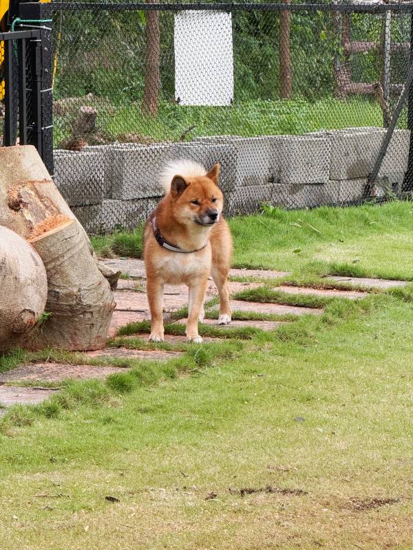 新北寵物友善咖啡廳 青松庭園咖啡|萬里秘境咖啡廳 鄰溪千坪景觀 露營 烤肉 鐵馬驛站 重機休息站 - 第60張圖 新北寵物友善咖啡廳 青松庭園咖啡|萬里秘境咖啡廳 鄰溪千坪景觀 露營 烤肉 鐵馬驛站 重機休息站