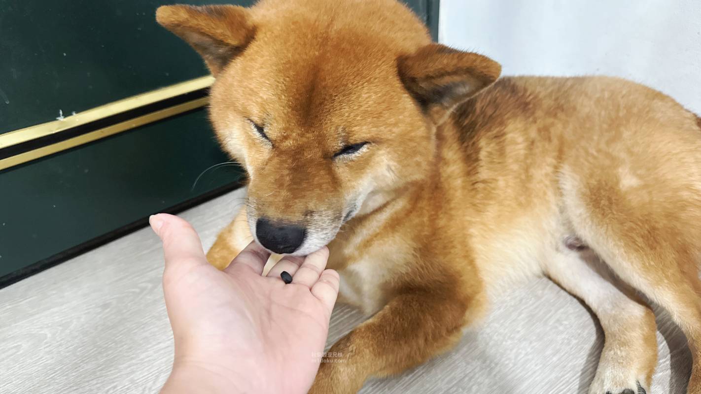 日本原裝進口 Daspet Kidney Pure犬貓腎臟保健碳粉｜nekohako評價 毛孩腎臟保健品分享 犬貓助代謝好物分享 犬貓腎臟保健