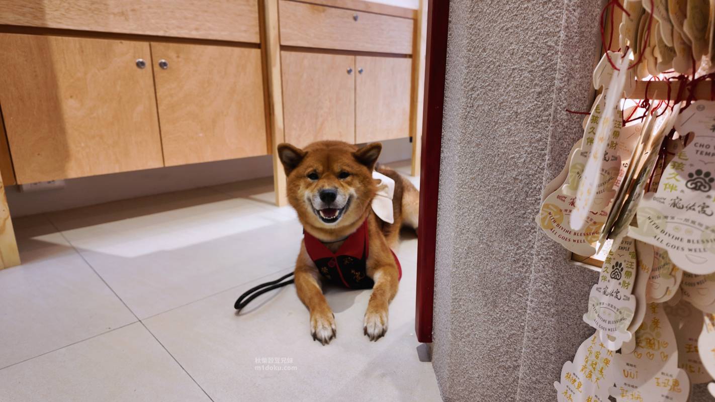 台北 大稻埕 寵佑宮｜全台灣第一間寵物專屬宮廟 保生大帝 台北寵物友善宮廟推薦 寵佑宮參訪分享 給毛孩一份專屬的守護！