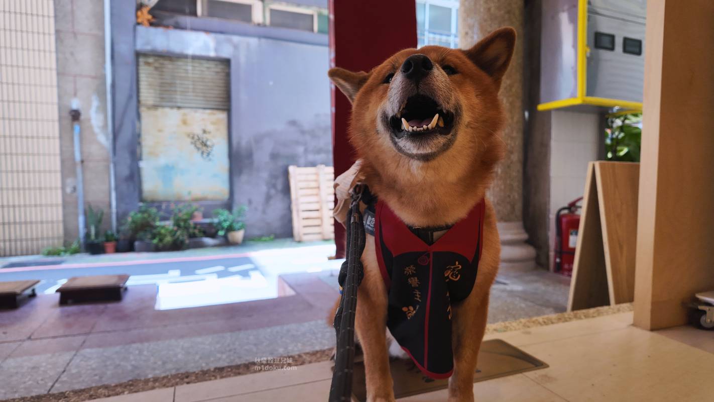台北 大稻埕 寵佑宮｜全台灣第一間寵物專屬宮廟 保生大帝 台北寵物友善宮廟推薦 寵佑宮參訪分享 給毛孩一份專屬的守護！