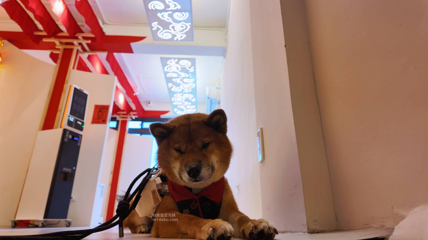 台北 大稻埕 寵佑宮｜全台灣第一間寵物專屬宮廟 保生大帝 台北寵物友善宮廟推薦 寵佑宮參訪分享 給毛孩一份專屬的守護！