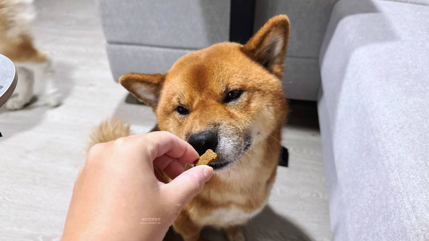 寵物零食型保健品推薦 ZuzuBits 滋滋比 FlexiBites 關健咬咬軟嚼錠｜好餵的保健品 軟Q好嚼好入口 毛孩關節保健品開箱 軟嚼錠推薦