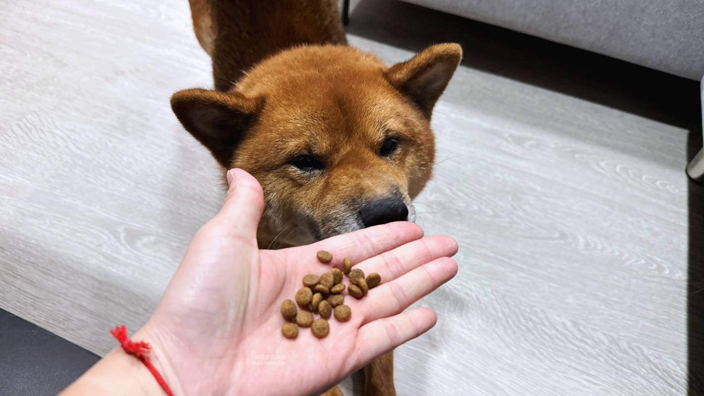 【陪心寵糧評價】Pawful陪飽糧 全齡犬乾糧|Pawful陪飽糧開箱實測 高蛋白低穀飼料分享+寵物飲食控制飼料推薦 - 第6張圖 【陪心寵糧評價】Pawful陪飽糧 全齡犬乾糧|Pawful陪飽糧開箱實測 高蛋白低穀飼料分享+寵物飲食控制飼料推薦