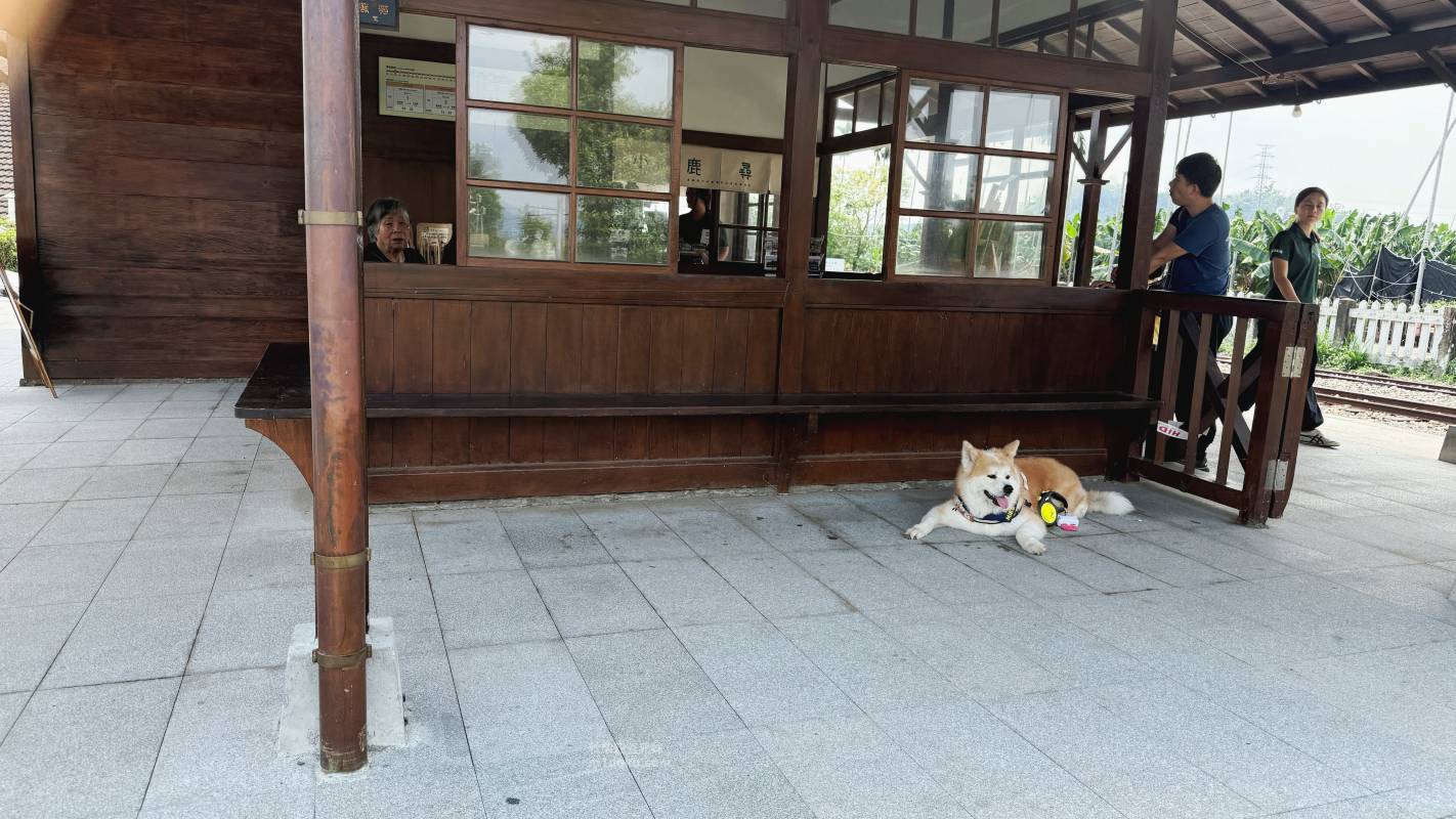 嘉義景點推薦 竹崎 鹿麻產車站|日治時期 百年歷史車站古蹟修復活化 萌犬站長坐鎮 近距離看阿里山林鐵 感受日式建築與菸草文化 鹿滿村 - 第1張圖 嘉義景點推薦 竹崎 鹿麻產車站|日治時期 百年歷史車站古蹟修復活化 萌犬站長坐鎮 近距離看阿里山林鐵 感受日式建築與菸草文化 鹿滿村