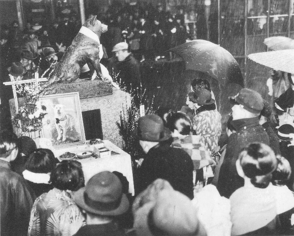 認識秋田犬 秋田犬完整介紹｜忠犬八公背後的故事、性格解析與飼養重點一次看