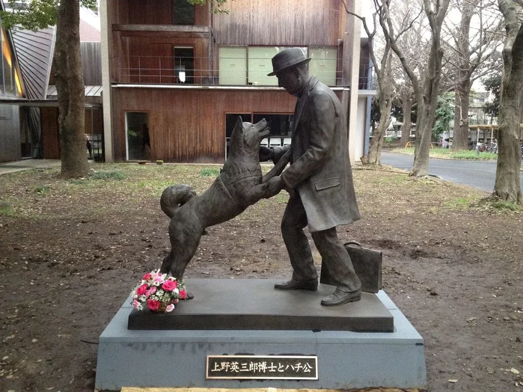 認識秋田犬 秋田犬完整介紹｜忠犬八公背後的故事、性格解析與飼養重點一次看