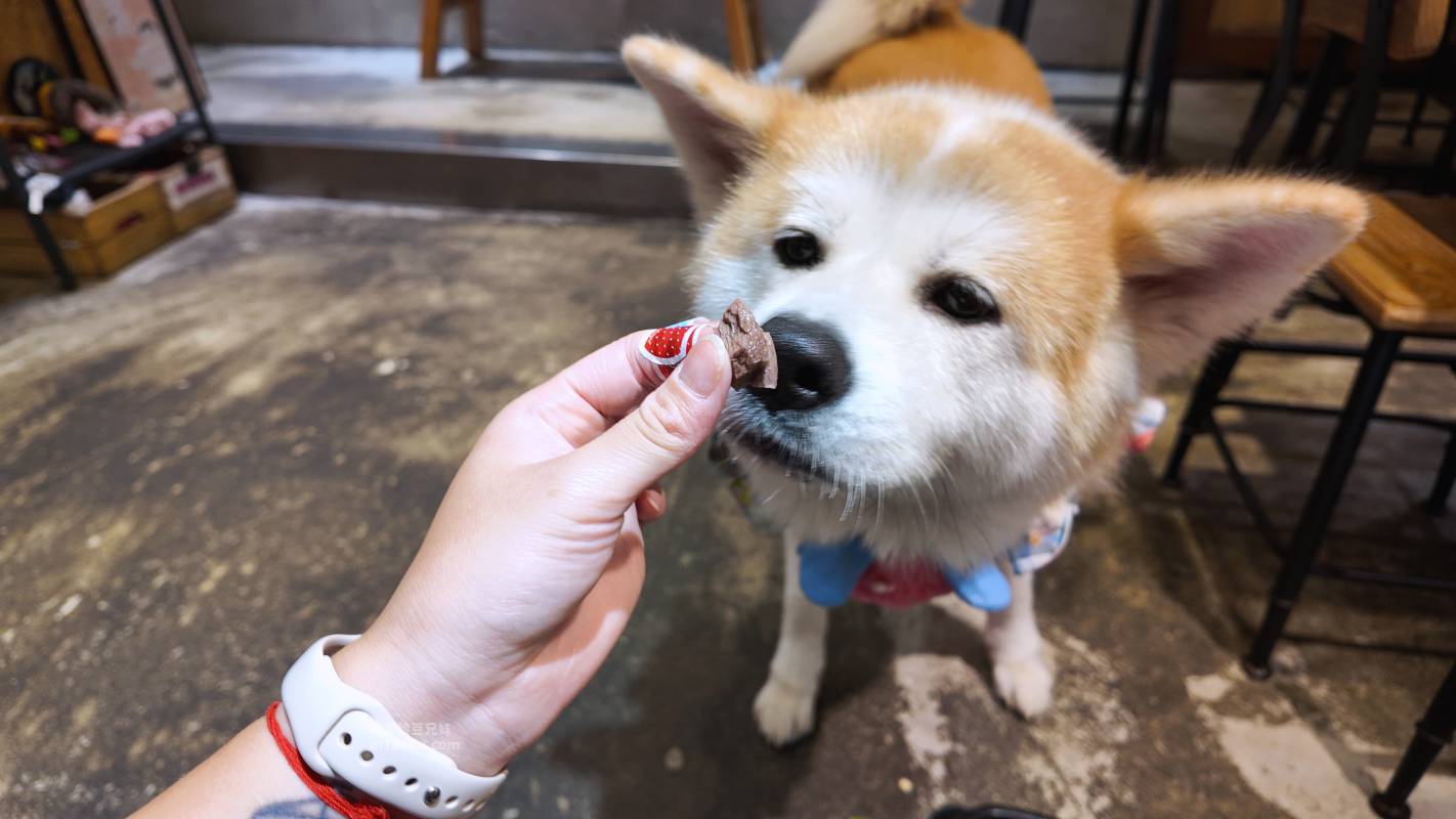 【永和寵物友善餐廳推薦】捲尾巴 Let’s Pet Paws Restaurant|帶毛孩來吃寵物鮮食!超澎湃早午餐、高CP值義大利麵,中永和寵物友善餐廳首選 米豆與米穀的日系美食探險! - 第15張圖 【永和寵物友善餐廳推薦】捲尾巴 Let’s Pet Paws Restaurant|帶毛孩來吃寵物鮮食!超澎湃早午餐、高CP值義大利麵,中永和寵物友善餐廳首選 米豆與米穀的日系美食探險!