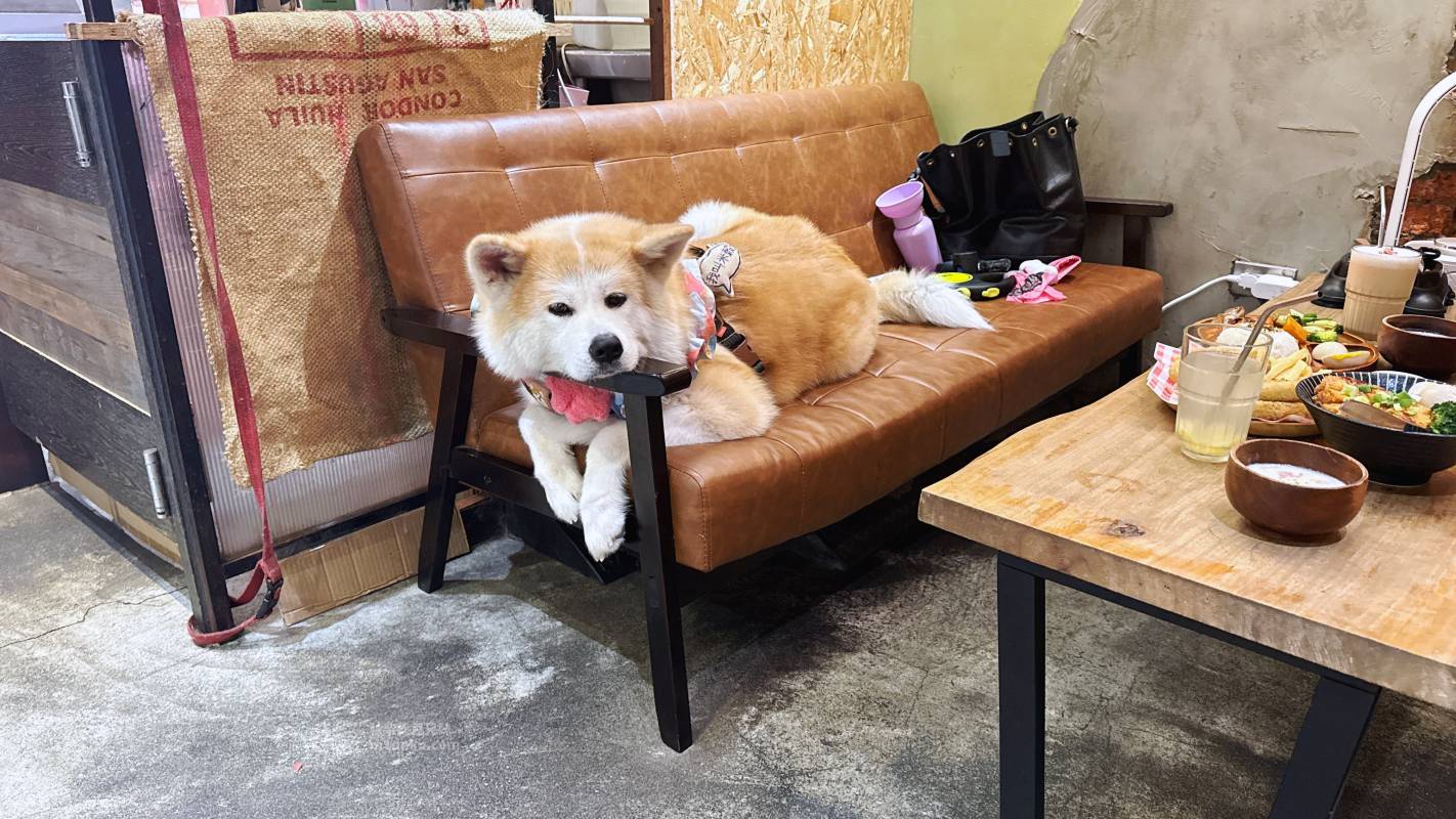 【永和寵物友善餐廳推薦】捲尾巴 Let’s Pet Paws Restaurant|帶毛孩來吃寵物鮮食!超澎湃早午餐、高CP值義大利麵,中永和寵物友善餐廳首選 米豆與米穀的日系美食探險! - 第17張圖 【永和寵物友善餐廳推薦】捲尾巴 Let’s Pet Paws Restaurant|帶毛孩來吃寵物鮮食!超澎湃早午餐、高CP值義大利麵,中永和寵物友善餐廳首選 米豆與米穀的日系美食探險!