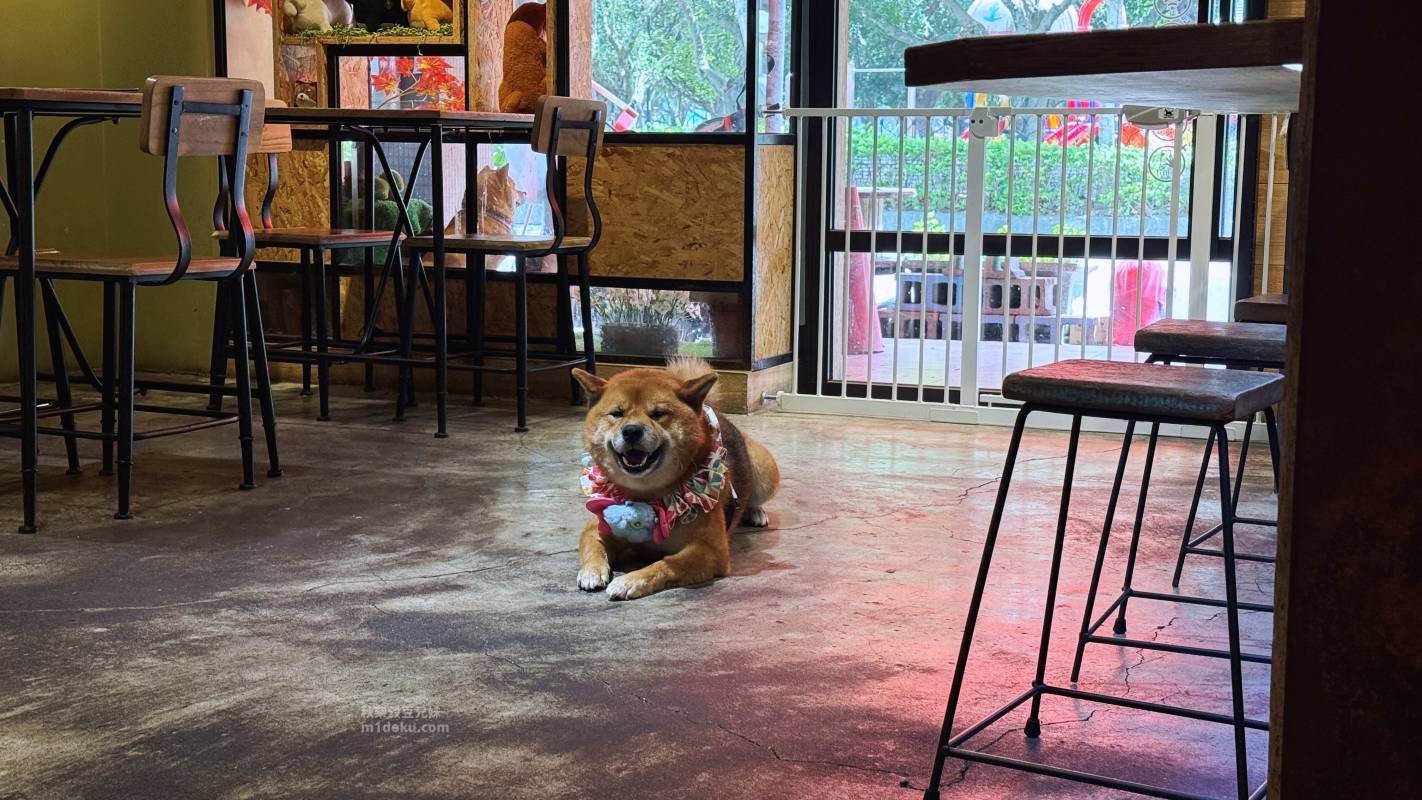 【永和寵物友善餐廳推薦】捲尾巴 Let’s Pet Paws Restaurant|帶毛孩來吃寵物鮮食!超澎湃早午餐、高CP值義大利麵,中永和寵物友善餐廳首選 米豆與米穀的日系美食探險! - 第10張圖 【永和寵物友善餐廳推薦】捲尾巴 Let’s Pet Paws Restaurant|帶毛孩來吃寵物鮮食!超澎湃早午餐、高CP值義大利麵,中永和寵物友善餐廳首選 米豆與米穀的日系美食探險!