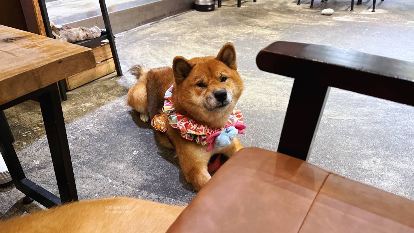 【永和寵物友善餐廳推薦】捲尾巴 Let’s Pet Paws Restaurant|帶毛孩來吃寵物鮮食!超澎湃早午餐、高CP值義大利麵,中永和寵物友善餐廳首選 米豆與米穀的日系美食探險! - 第23張圖 【永和寵物友善餐廳推薦】捲尾巴 Let’s Pet Paws Restaurant|帶毛孩來吃寵物鮮食!超澎湃早午餐、高CP值義大利麵,中永和寵物友善餐廳首選 米豆與米穀的日系美食探險!