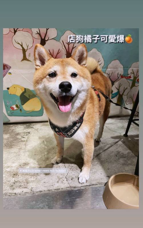 【永和寵物友善餐廳推薦】捲尾巴 Let’s Pet Paws Restaurant|帶毛孩來吃寵物鮮食!超澎湃早午餐、高CP值義大利麵,中永和寵物友善餐廳首選 米豆與米穀的日系美食探險! - 第28張圖 【永和寵物友善餐廳推薦】捲尾巴 Let’s Pet Paws Restaurant|帶毛孩來吃寵物鮮食!超澎湃早午餐、高CP值義大利麵,中永和寵物友善餐廳首選 米豆與米穀的日系美食探險!
